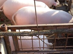 Porci de vanzare Sat Solacolu, jud. Calarasi (40 min. de Bucuresti)