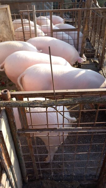 Porci de vanzare Sat Solacolu, jud. Calarasi (40 min. de Bucuresti).