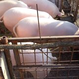 Porci de vanzare Sat Solacolu, jud. Calarasi (40 min. de Bucuresti)